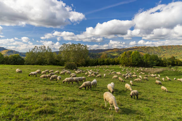 Sheep grazing. Sheep in the meadows of Legaire, Entzia mountain range, Basque Country.