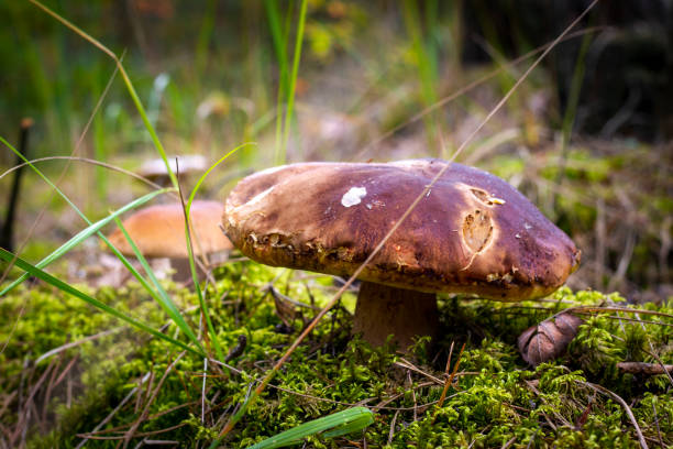 istock big edible mushroom in nature 1350856509