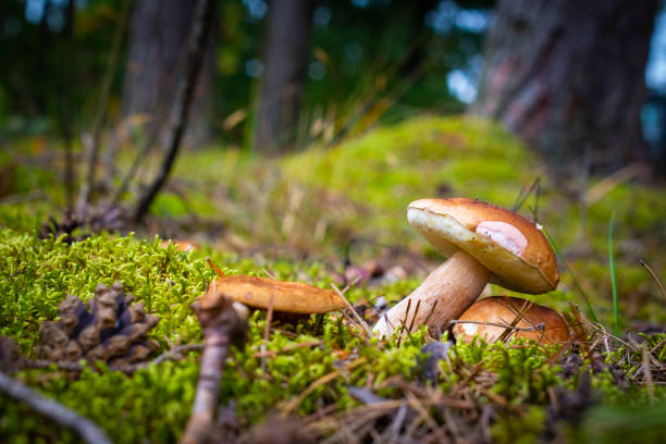 istock mushrooms gowing on forest glade 1350857335