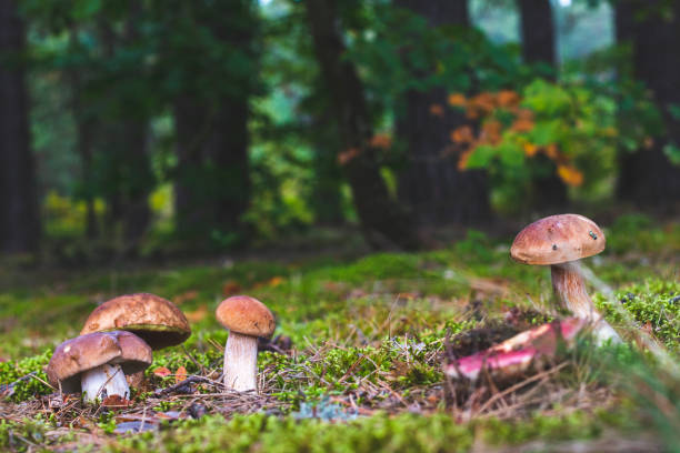 istock mushrooms gows on natural forest glade 1350857391