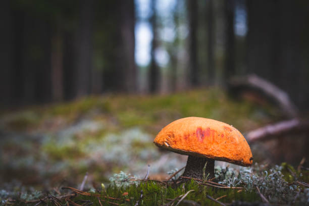 istock red cap edible mushroom grows in forest 1350857735