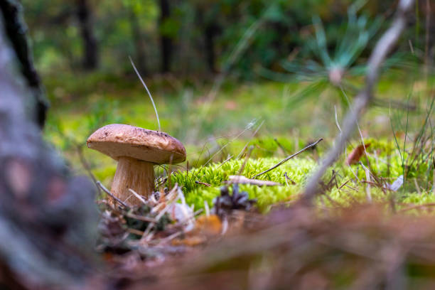 istock small brown cap edible mushrooms in nature 1350859125