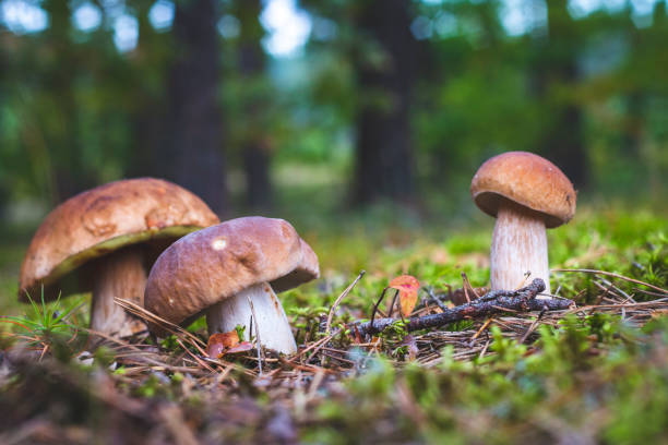 istock three brown cap edible mushrooms grows 1350859296
