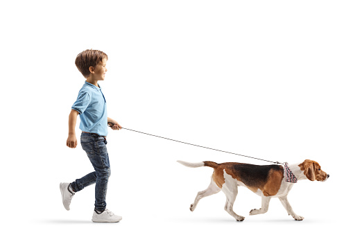 Full length profile shot of a boy walking a beagle dog on a lead isolated on white background