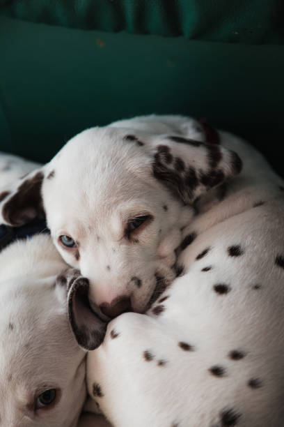 istock Sleepy dalmatian puppy 1350861411