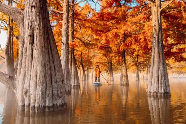 Woman on stand up paddle board at the lake among autumnal Taxodium distichum trees