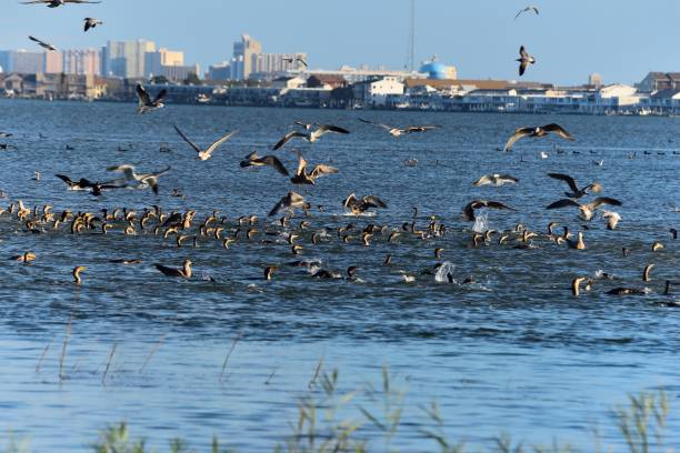 Large flocks of Gulls and Cormorants chasing a school of fish blown into Ocean City’s Assawoman Bay by a passing Nor’easter in autumn