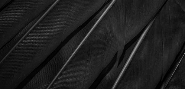 istock black hawk feathers with visible detail. background or texture 1350862836
