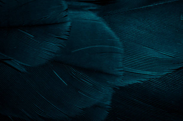 istock blue hawk feathers with visible detail. background or texture 1350862879
