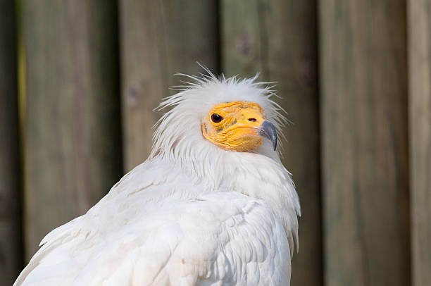 istock Egyptian Vulture portrait 135086365