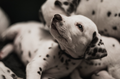 Portrait of an about one moth old dalmatian puppy.