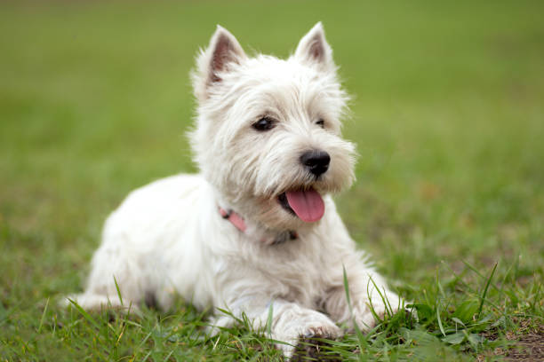 istock West Highland White Terrier. dog on the grass. 1350865265