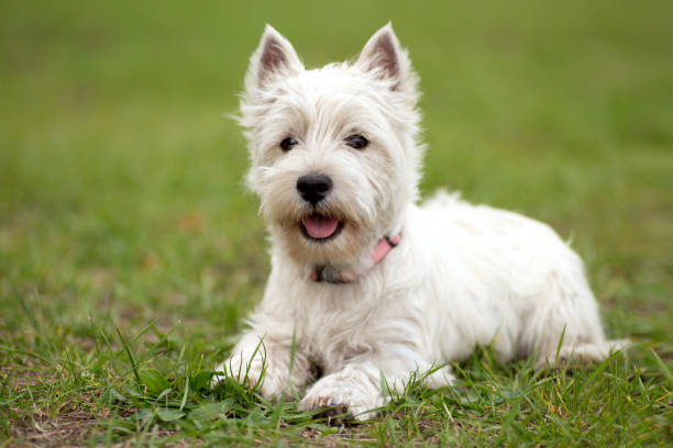 istock West Highland White Terrier. dog on the grass. 1350865267