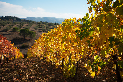 Vineyard in autumn, Chianti region, Tuscany, Italy