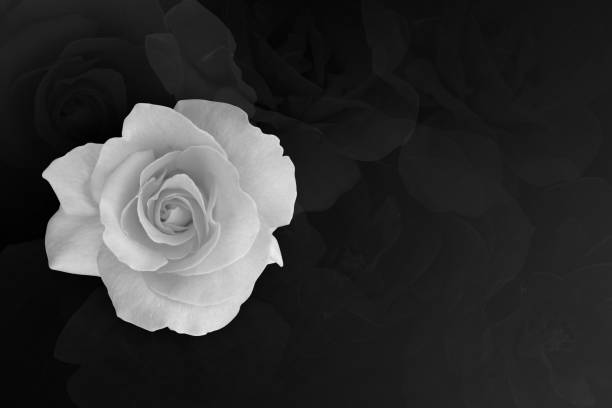 istock closeup beautiful rose flower on black background, name card, nature, copy space 1350867709