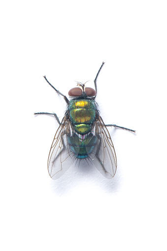 Top view of Blow fly isolated on white background