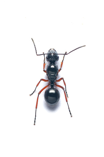 Top view of a Black Garden Ant isolated on white background