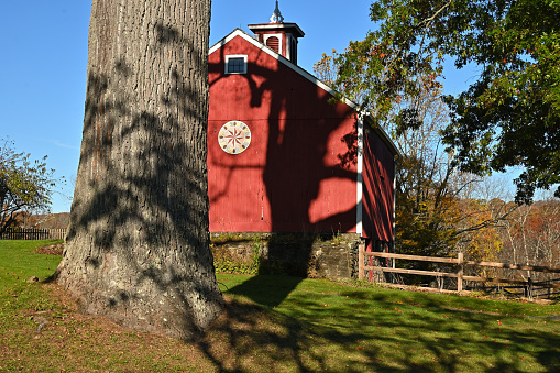 Massive tulip tree (aka yellow poplar) casting its shadow on barn, horizontal. The tulip tree is one of the tallest trees of the eastern U.S. It is named for its tulip-shaped leaves and flowers. At 138 feet, this tree is one of the tallest in Connecticut. Taken in Washington, Connecticut, USA on November 1, 2021.