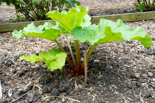 Rhubarb growing in the vegetable garden on a spring day, ready to be picked stewed and made in to a lovely pudding.