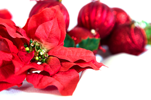 Beautiful Christmas Poinsettia flower closeup on a red background, Merry Christmas and Happy New Year concept
