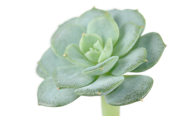 Echeveria Elegans Plant Close-up A close-up shot of echeveria elegans rosette on a white background caenorhabditis elegans stock pictures, royalty-free photos & images