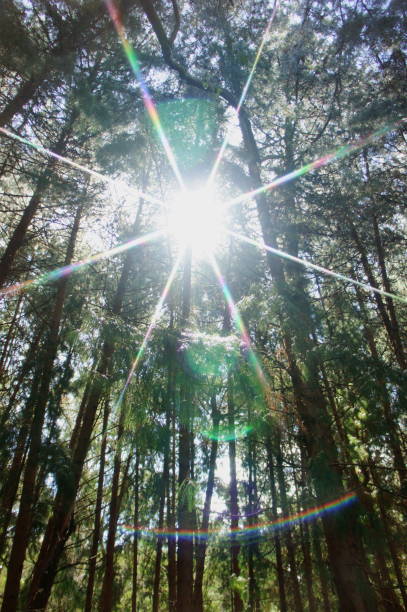 istock Portrait shot of light coming thorugh trees in forest 1350871671