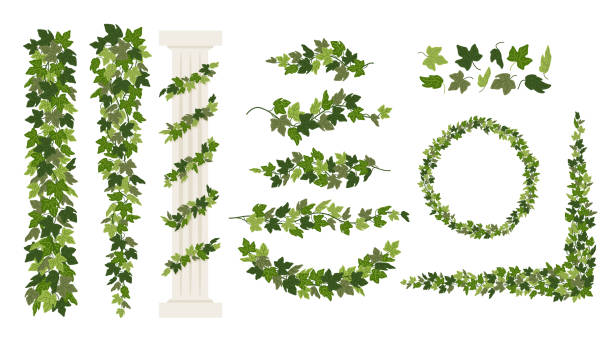 ilustrações de stock, clip art, desenhos animados e ícones de ivy vines and wreaths, and a greek antique column entwined with ivy, elements isolated on white background. vector illustration in flat cartoon style - hera trepadeira