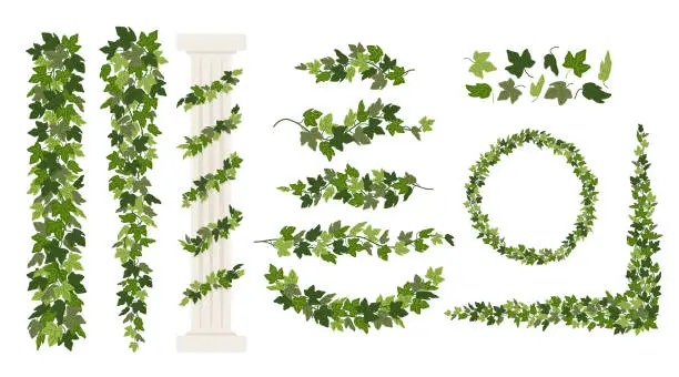 Vector illustration of Ivy vines and wreaths, and a greek antique column entwined with ivy, elements isolated on white background. Vector illustration in flat cartoon style