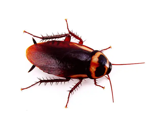 Photo of A cockroach over a white background