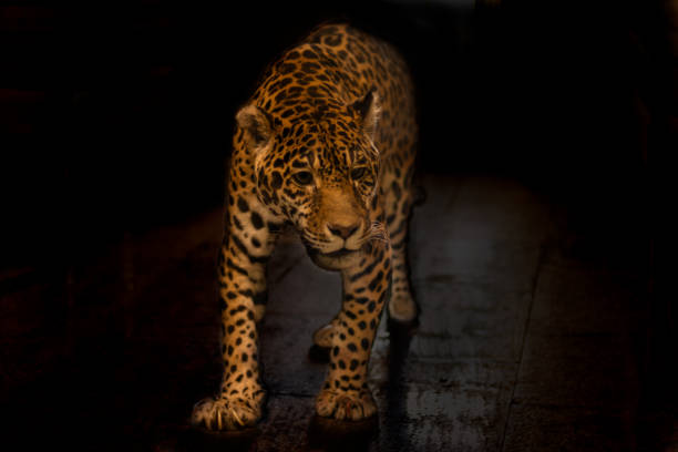 istock Full-length portrait of a leopard on a dark background. 1350872503