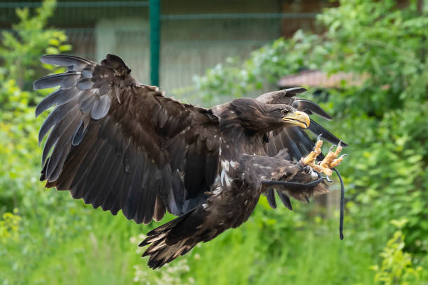 istock Haliaeetus albicilla - Sea Eagle - falconry guided on landing. The eagle has its legs outstretched with its claws ready to land 1350872520