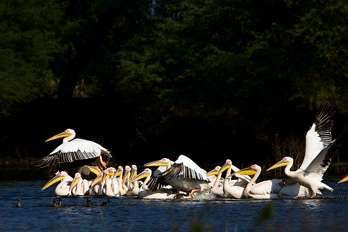 Small flock of Rosy Pelican at a wetland.