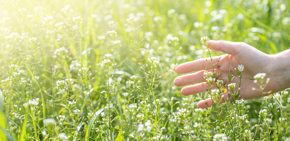 woman hand in the spring field grass with sun light