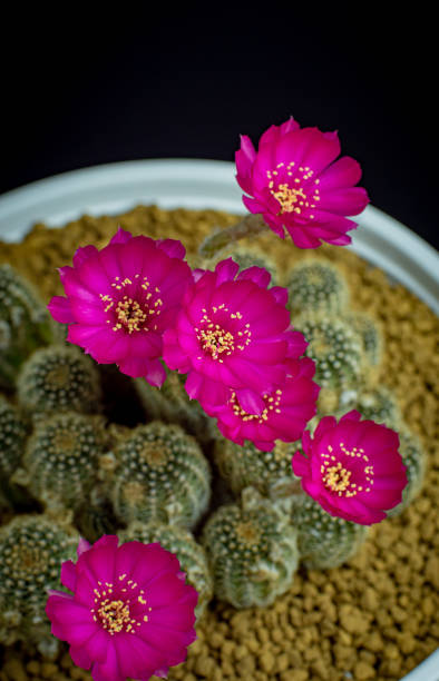 4k, background, beautiful, beauty, bloom, blooming, blossom, botanic, botanical, botany, bouquet, cacti, cactus, cactus flower, cactus needles, closeup, colorful, desert, flora, floral, flower, flower blooming, fresh, garden, green, growth, gymnocalycium, houseplant, lobivia, macro, mammillaria, natural, nature, ovule, petal, pink, pink cactus flower, plant, pot, purple, red, sharp, spike, spine, succulent, thorn, thorns, time lapse, tropical, violet 4k, fondo, hermoso, belleza, floración, floración, flor, botánico, botánico, botánica, ramo, cactus, cactus, flor de cactus, agujas de cactus, primer plano, colorido, desierto, flora, floral, flor, flor, fresco, jardín, verde, crecimiento, gymnocalyc