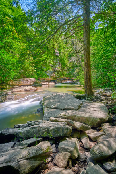 Shaded Stream with Rocks. Shaded Stream with Rocks. tennessee photos stock pictures, royalty-free photos & images