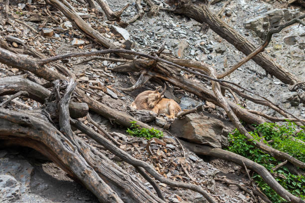 Caucasian ibex - Capra caucasica resting on a high rock.