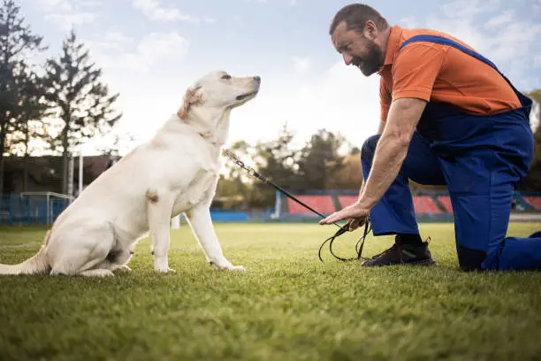 Photo of Time to study.man training his dog.