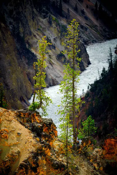 Photo of Close up view of two pine trees with the Yellowstne River in the background at Yellowstone National Park, Wyoming, USA.
