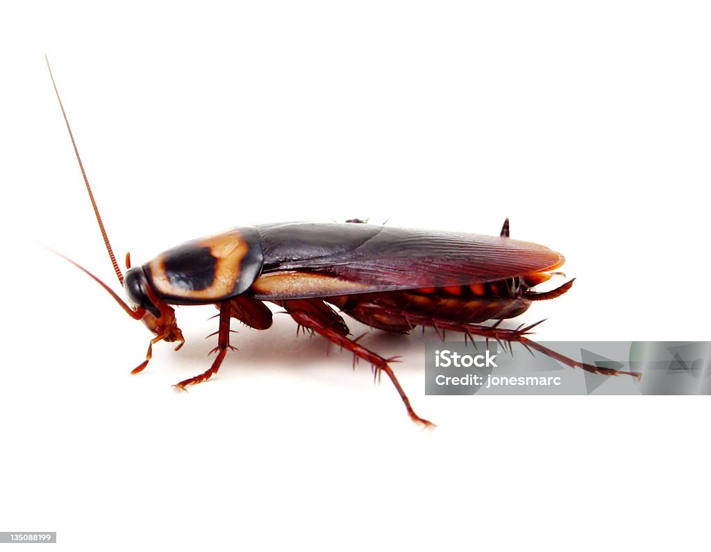 American Roach American cockroach shot on white American Cockroach Stock Photo