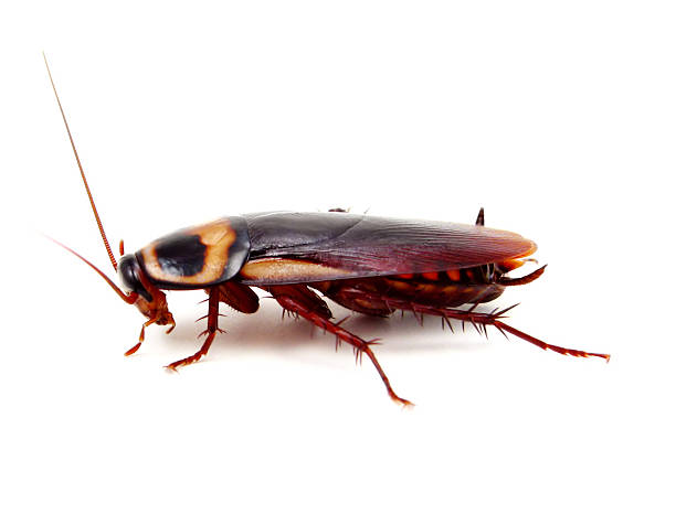 American Roach American cockroach shot on white periplaneta americana stock pictures, royalty-free photos & images