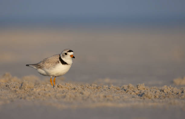 Piping Plover stock photo