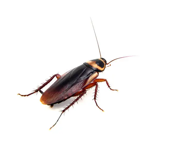 American cockroach shot on white