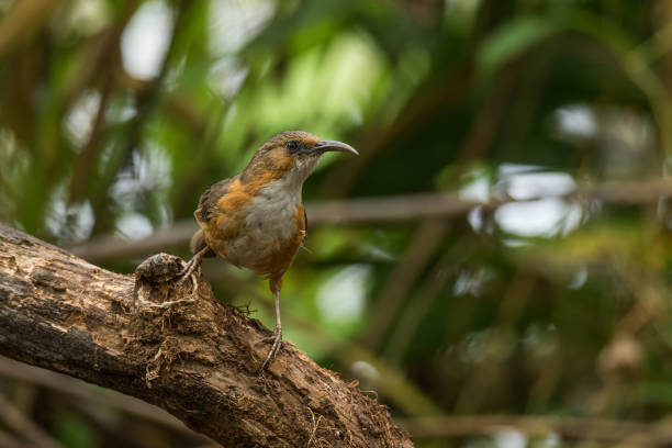 rusty-cheeked scimitar babbler - bark bird warbler tree trunk imagens e fotografias de stock