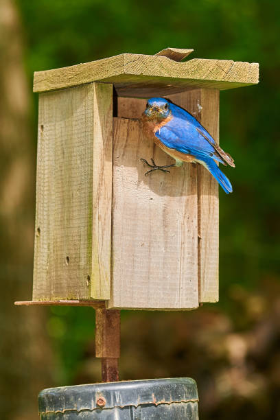 istock Male Eastern Bluebird at bird box. 1350884106