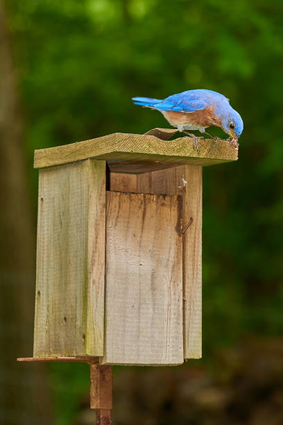istock Male Eastern Bluebird with Earthworm. 1350884107