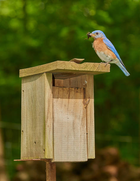 istock Male Eastern Bluebird with Chricket. 1350884113