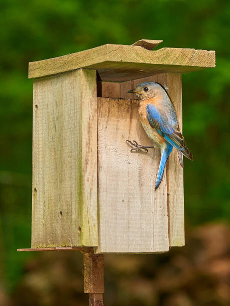 istock Female Eastern Bluebird at bird box. 1350884122