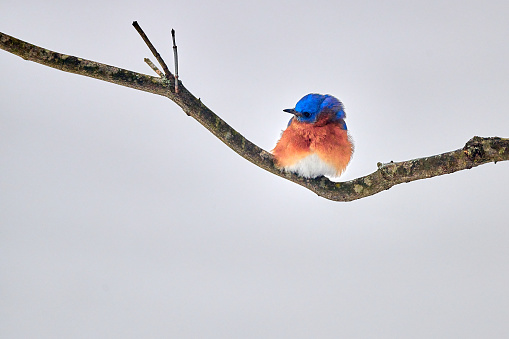 Male Eastern Bluebird perched on a branch with snowy background.