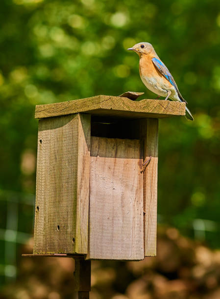 istock Female Eastern Bluebird at bird box. 1350884590