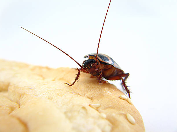 The top view cockroach Thailand isolated on white background, copy space.